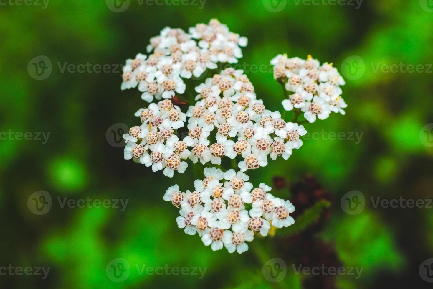 Bright white flowers in natural green setting during sunny daylight hours photo
