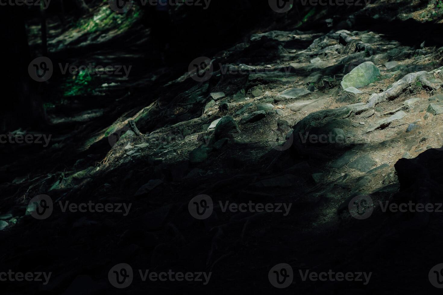 Light and shadow play on a forest trail with rocky terrain and exposed roots in the late afternoon photo