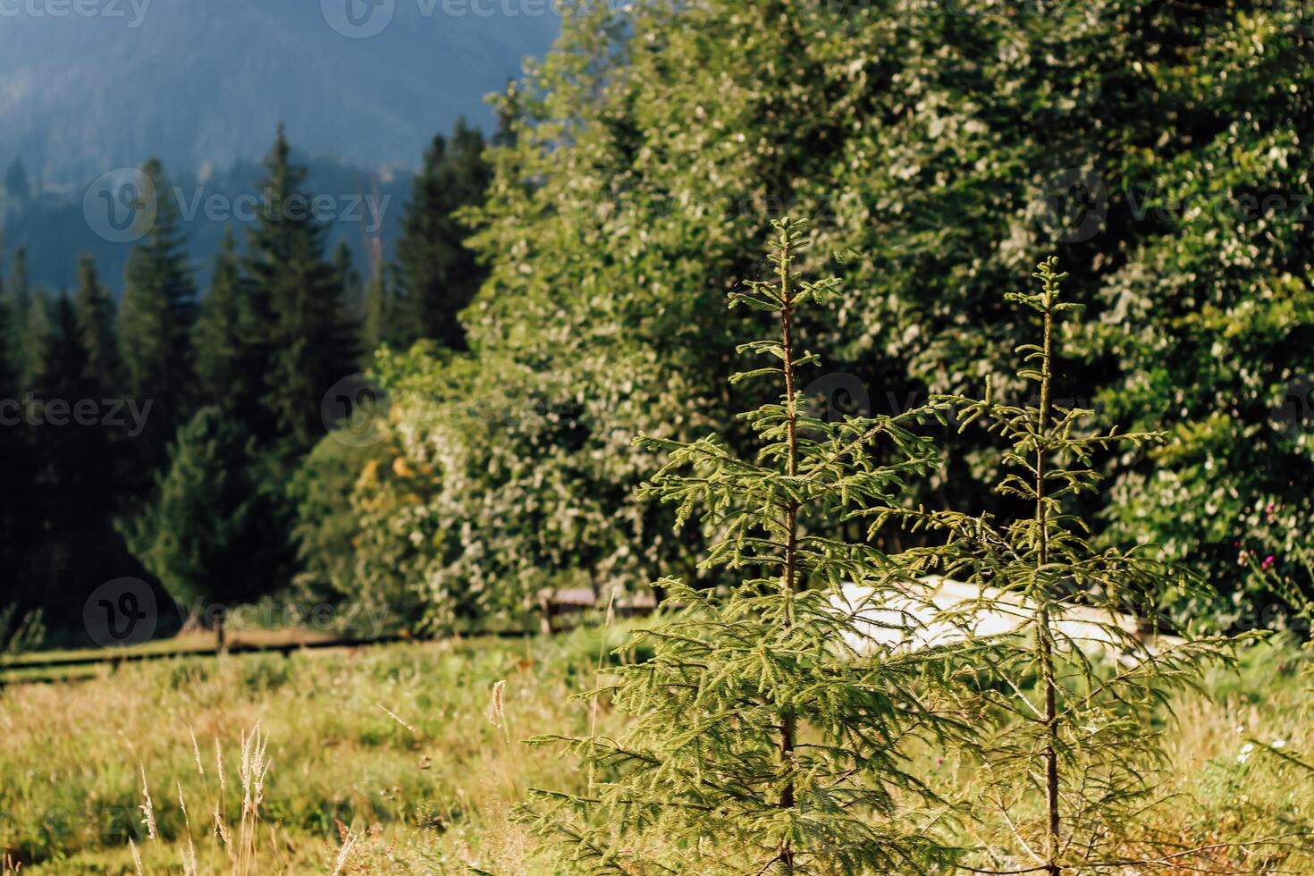 Lush green trees in a serene natural landscape during bright daylight hours photo