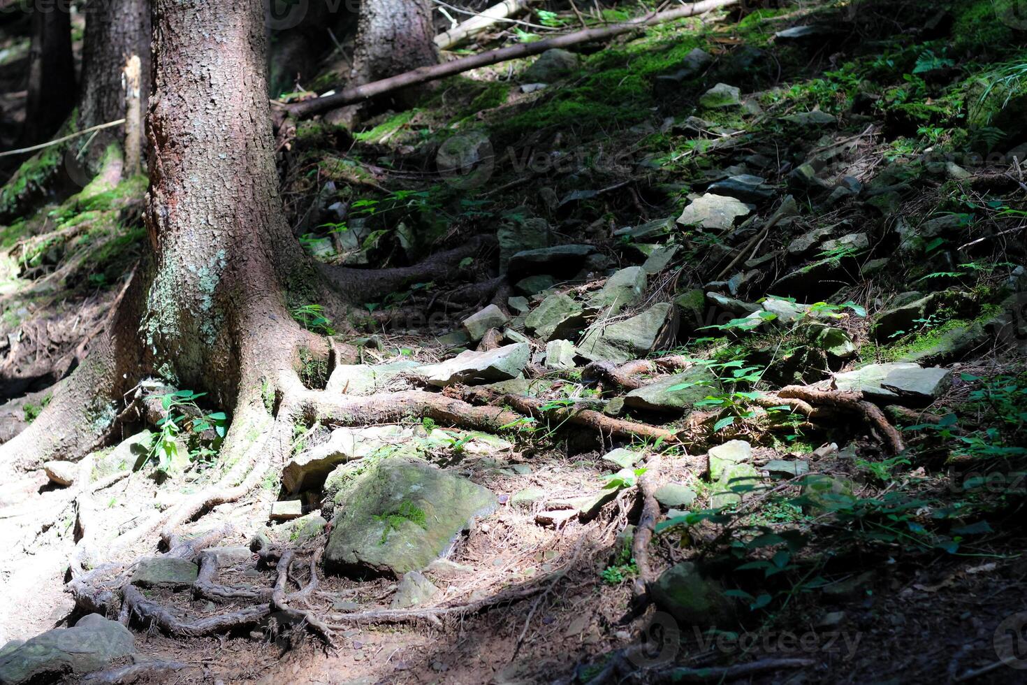Sunlight filtering through trees illuminates roots and rocks in a forest photo