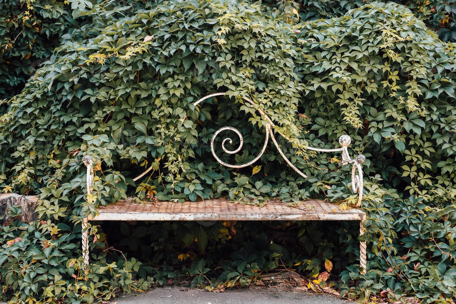 Overgrown bench surrounded by lush greenery in a tranquil outdoor setting photo
