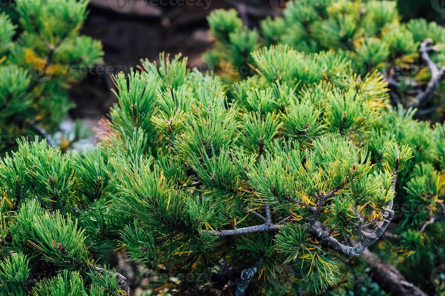 Lush spruce green branches of coniferous plants in a tranquil garden at midday photo
