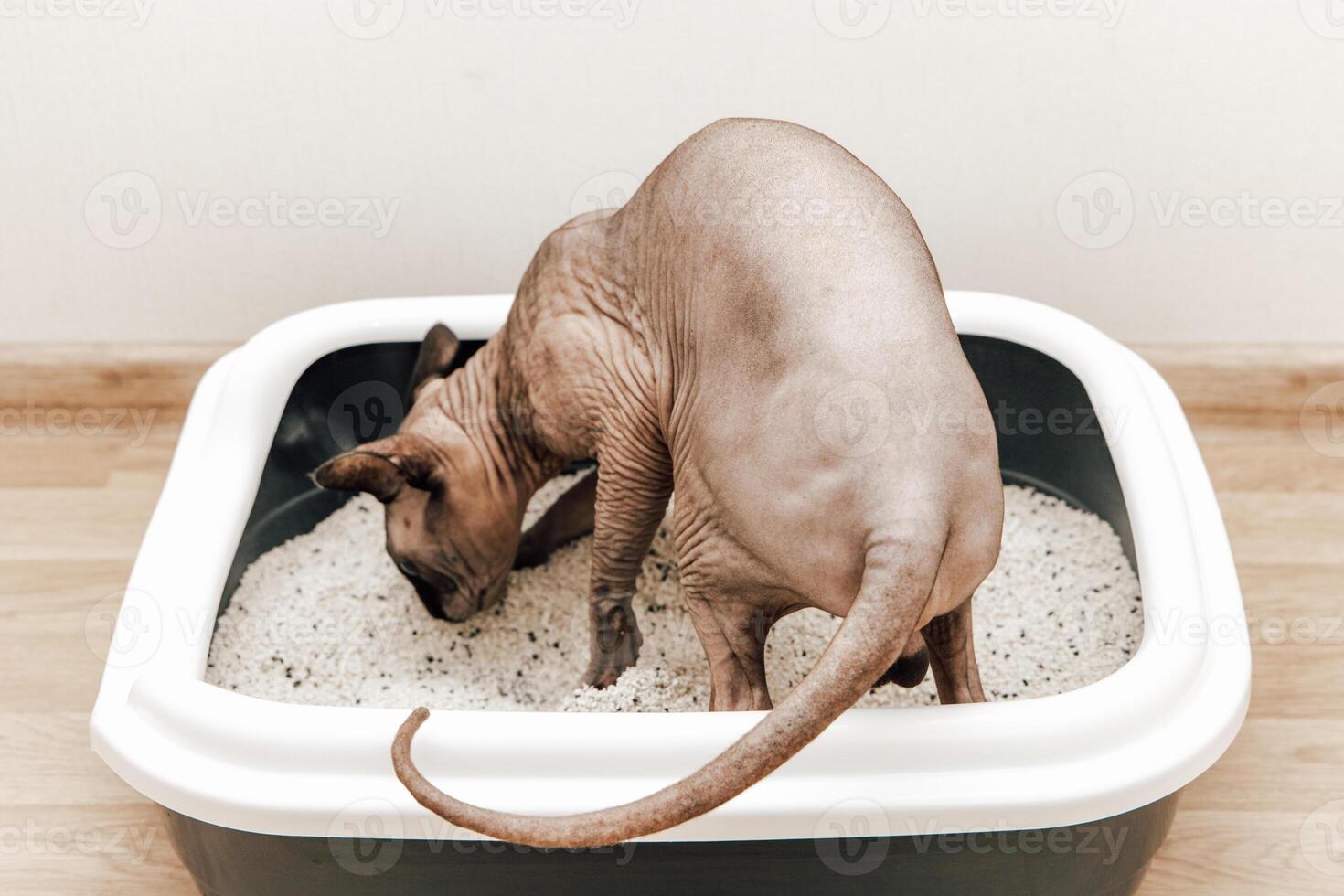 Sphynx cat using litter box for hygiene and comfort during the day at home photo