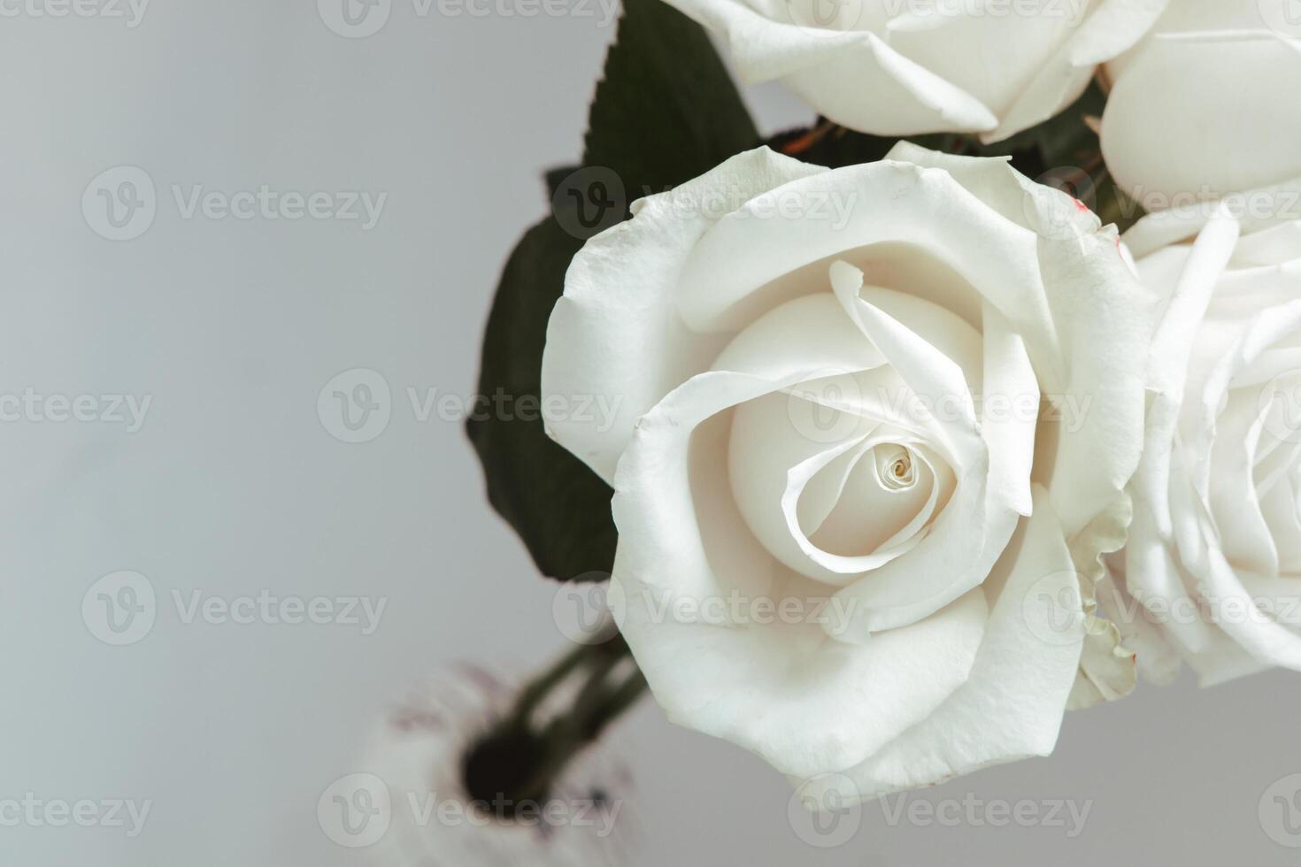 Elegant white roses in a simple vase on a neutral background photo
