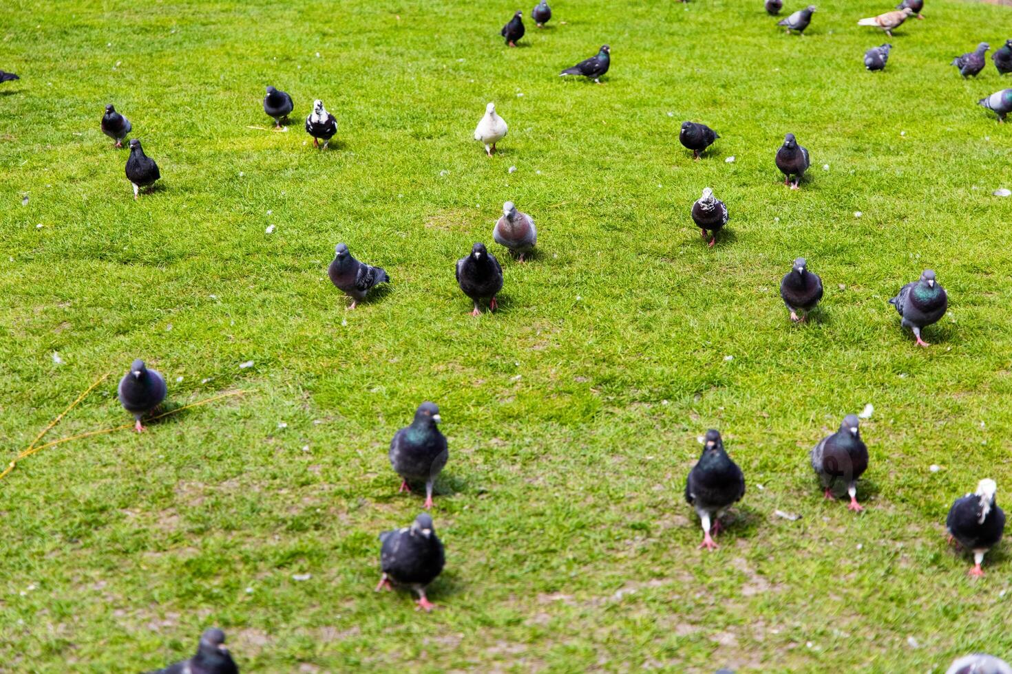 Flock of pigeons foraging on green grass in sunny park setting during midday activity photo