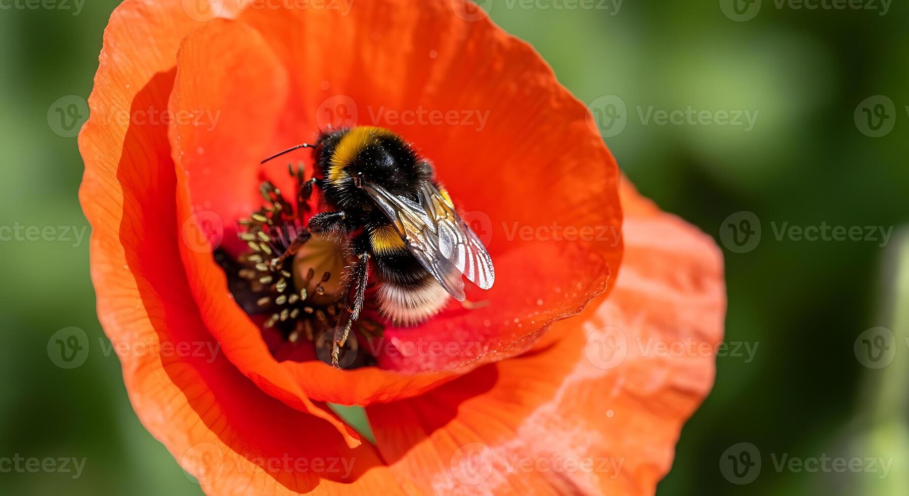 Bumblebee on Red Poppy Flower in Bloom photo