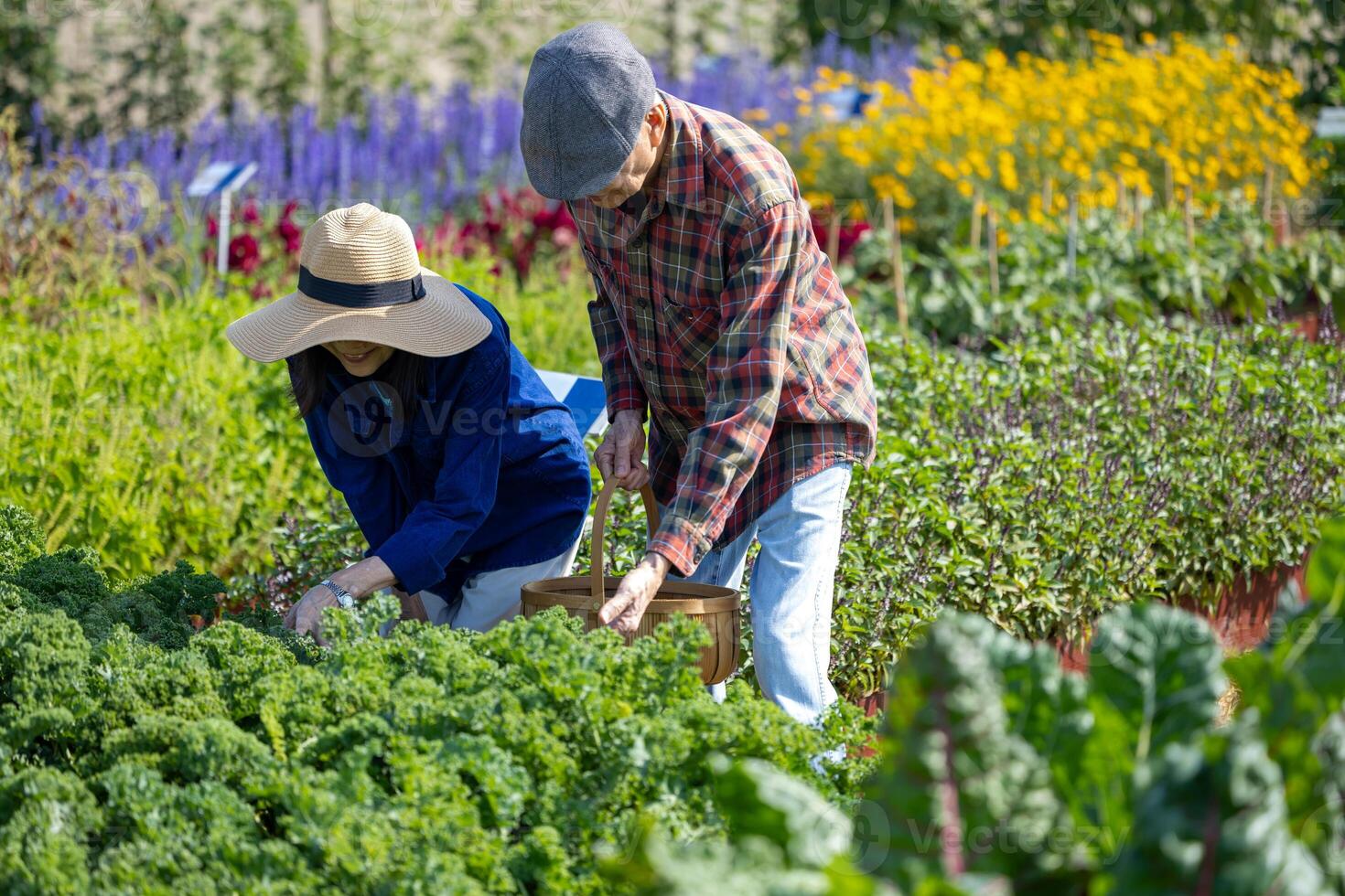 Asian senior couple farmers picking salad lettuce in the field of organics vegetables garden for harvest season and healthy diet food in countryside homestead for longevity and retirement activity photo