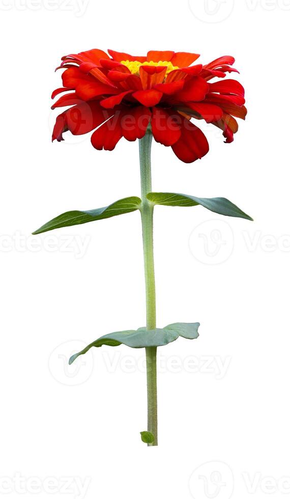 Isolated red zinnia flower with stem cut out on white background for summer season and graphic design photo