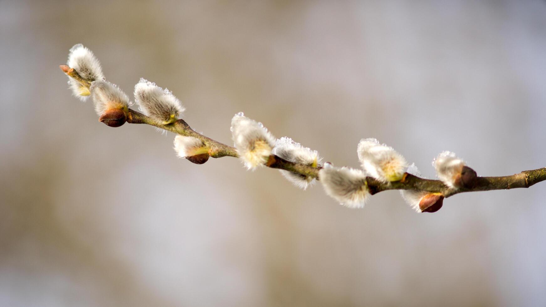 A branch of a willow tree with buds photo