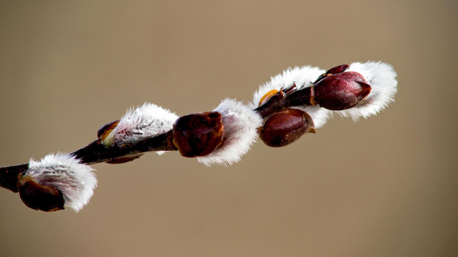 a branch with white fuzzy buds on it photo