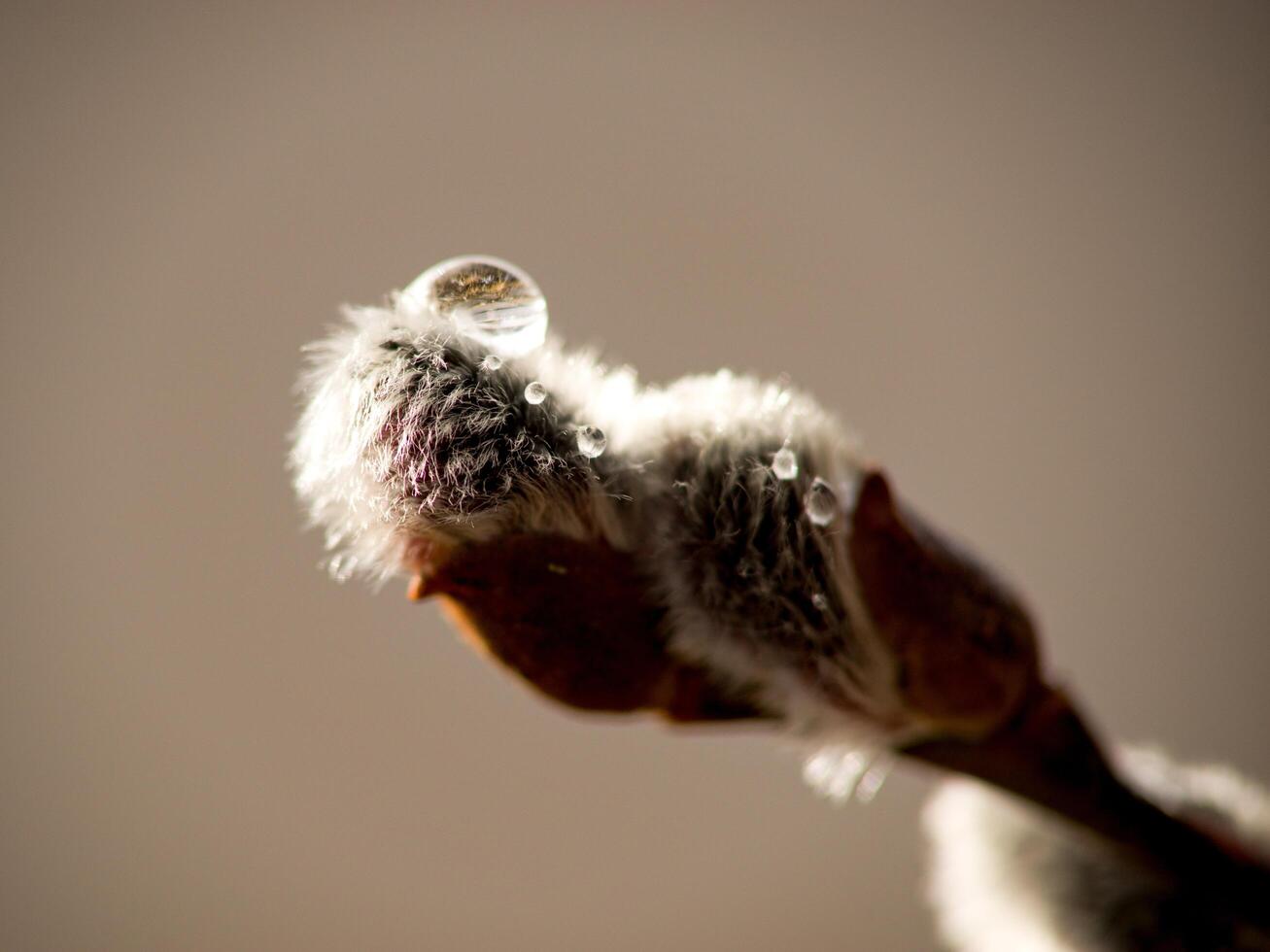 A close up of a branch with water droplets on it photo