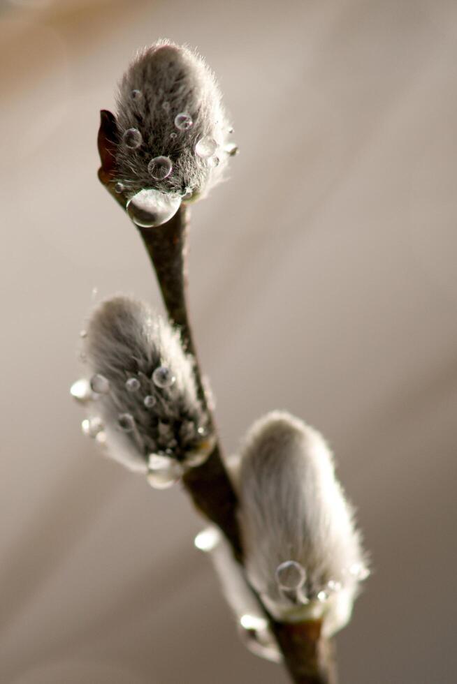 a close up of a willow branch with water droplets photo