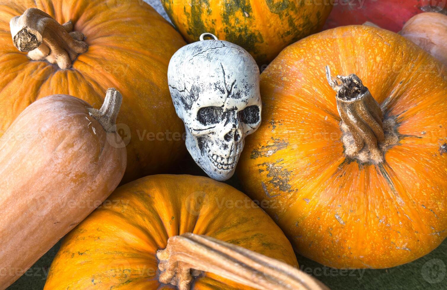 Still life for halloween skull jack o'lantern pumpkin with chrysanthemum red and blue colors photo