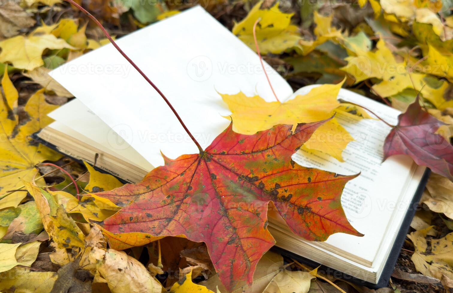 Open book on autumn park background. Book on a plaid with autumn fallen leaves on it. photo