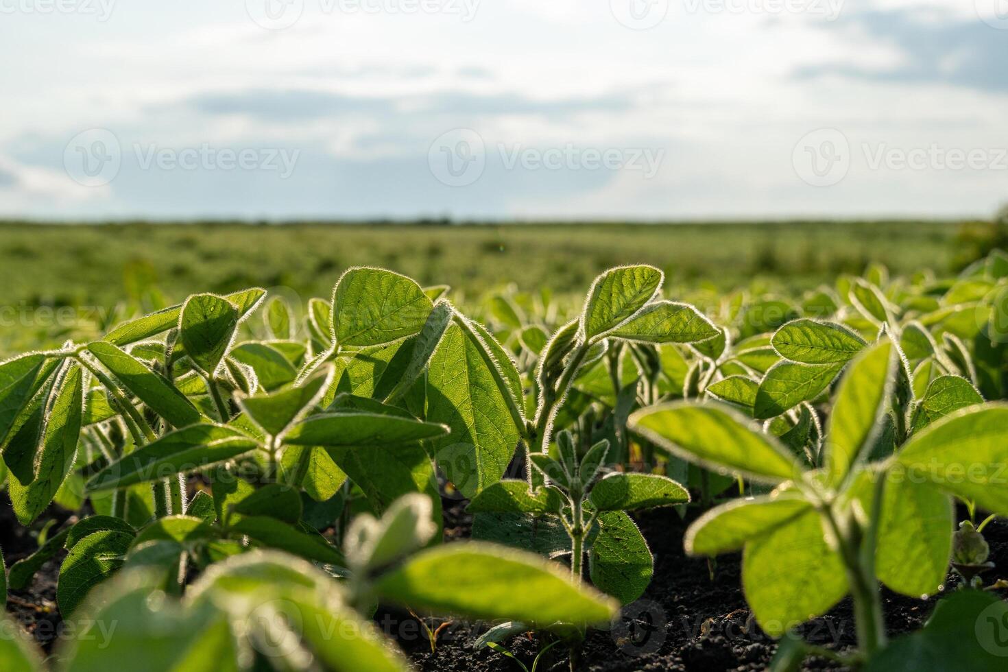 Young soy plants thrive in a vast, green field, basking in the soft light of late afternoon as clouds drift overhead, promising a fruitful growth season ahead photo