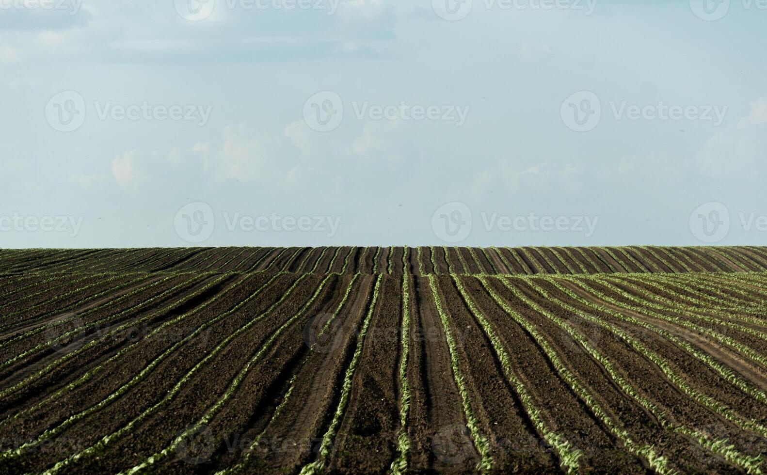 Sunflower sprouts are emerging in well-organized rows across a large agricultural field, basking in sunlight and thriving in fertile soil during the day photo