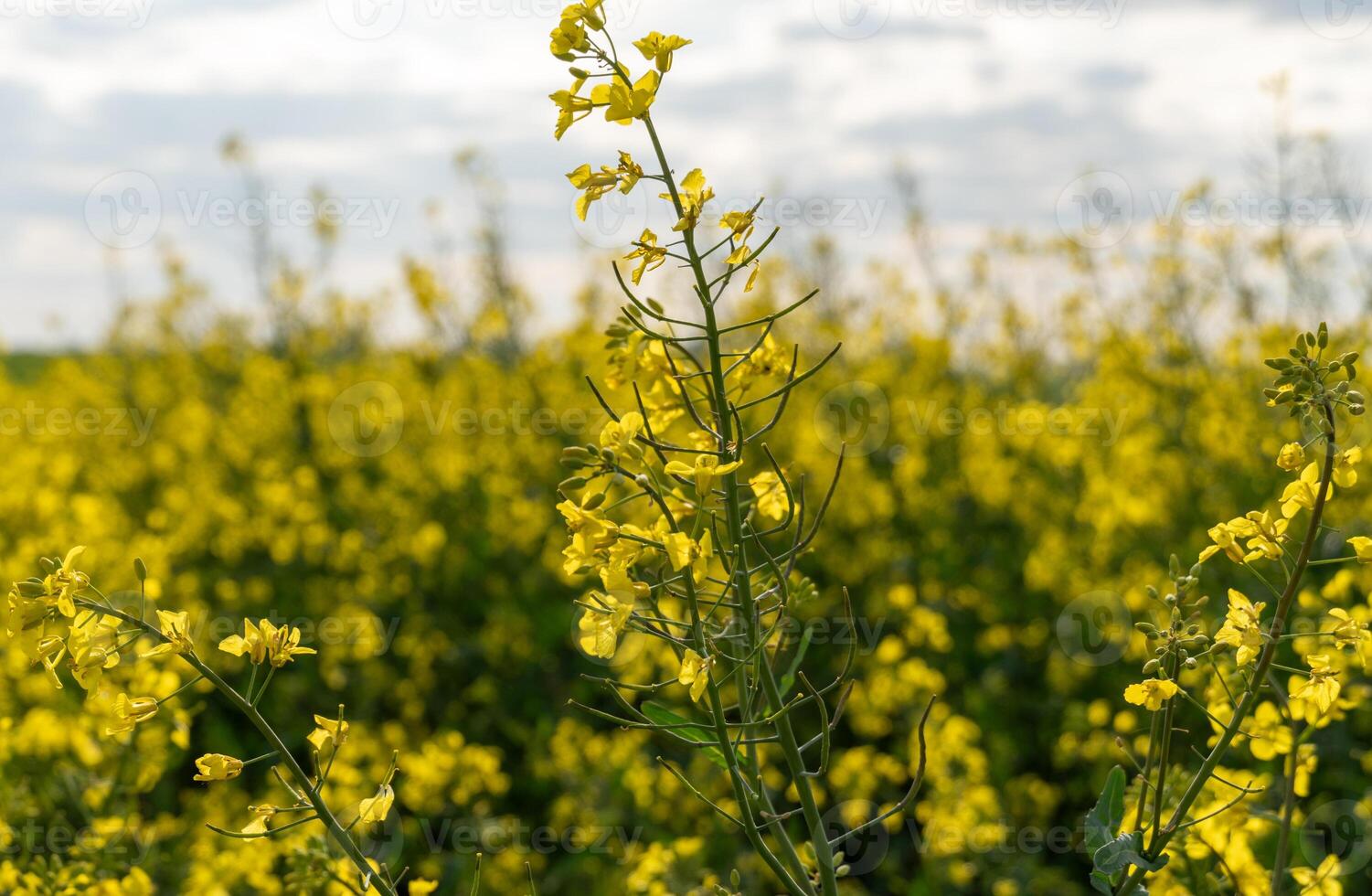 A vibrant field of blooming rapeseed flowers spreads across the landscape, underscoring their importance in biofuel production and sustainable farming efforts photo