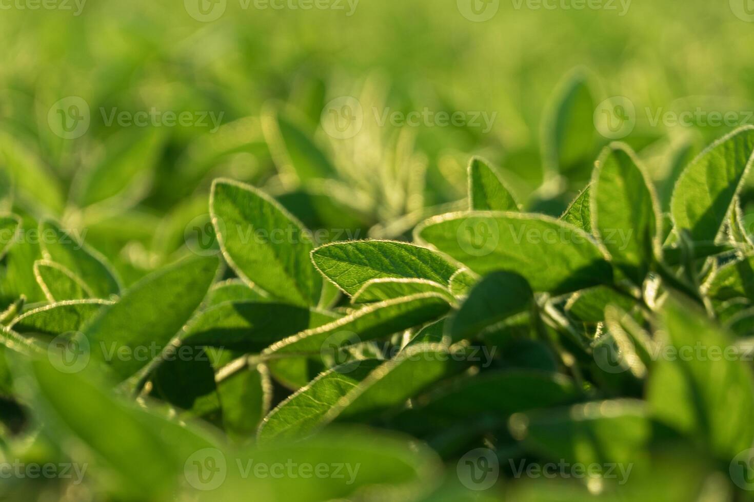 Lush green soy plants stretch across a sunlit field, showcasing their vibrant leaves and healthy growth in the warm summer light. Nature flourishes abundantly photo