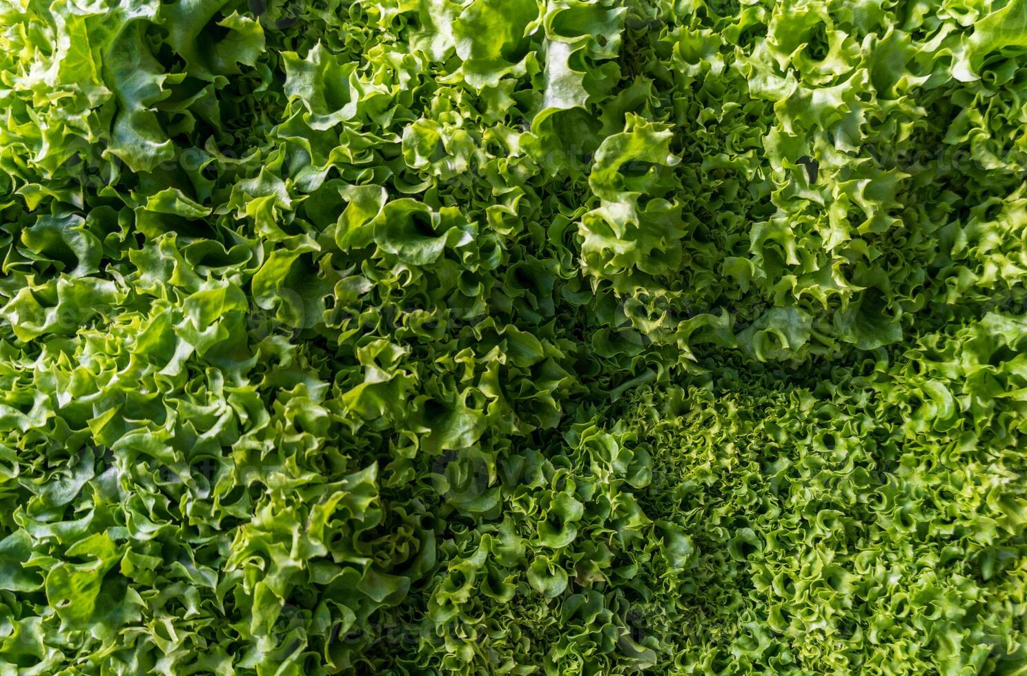 Lettuce leaves displayed in a lush green arrangement, highlighting varying textures and shades, emphasizing freshness and natural beauty in a garden setting photo