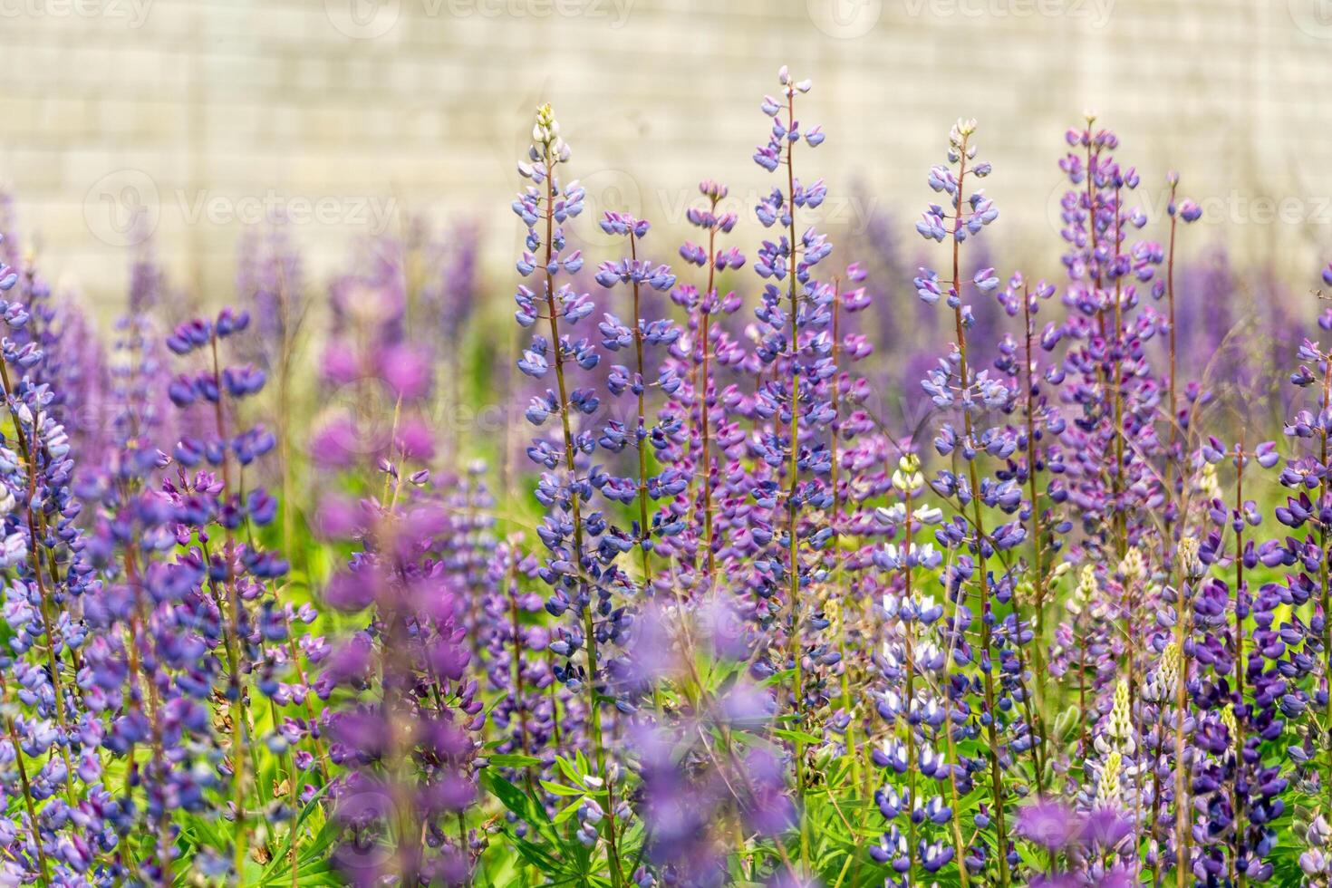 A colorful display of purple wildflowers stands tall in a sunny field against a neutral background, highlighting the beauty of nature in full bloom photo