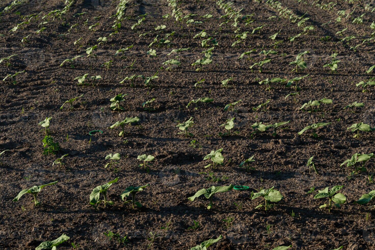 Bright green sunflower sprouts emerge in neat rows from rich soil, basking in the warm morning sun in a serene agricultural landscape photo