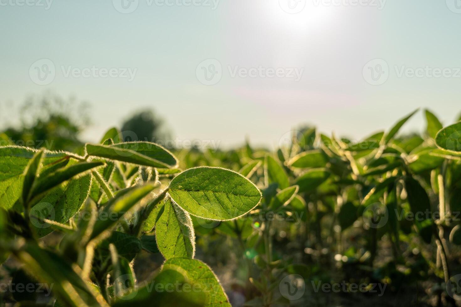 Vibrant soybeans flourish in a field, basking in the warm morning sunlight. The delicate leaves glisten while hinting at a bountiful harvest ahead photo