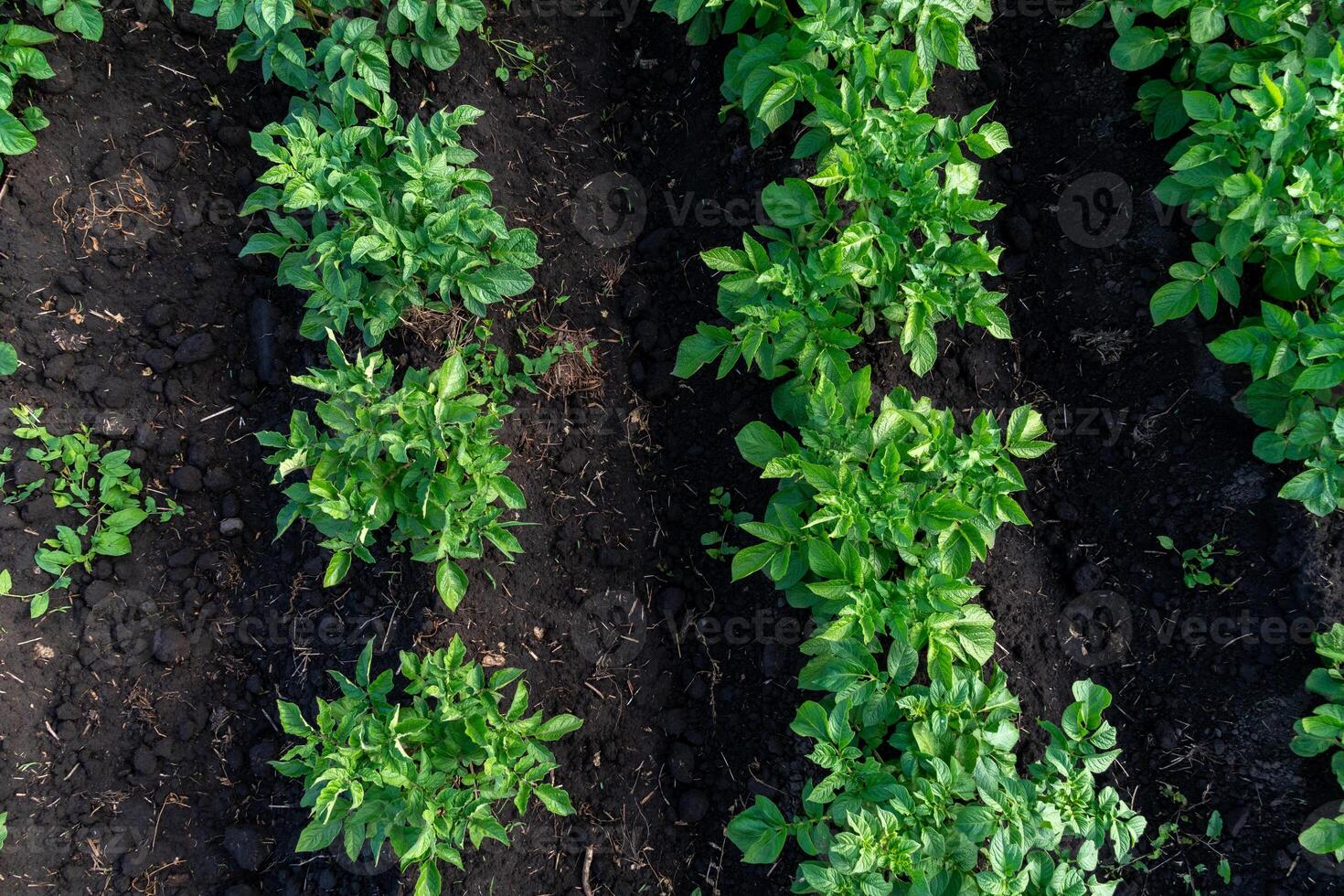 Vibrant green potato plants thrive in organized rows within a garden, showcasing healthy foliage against rich dark soil during the growing season under clear skies photo