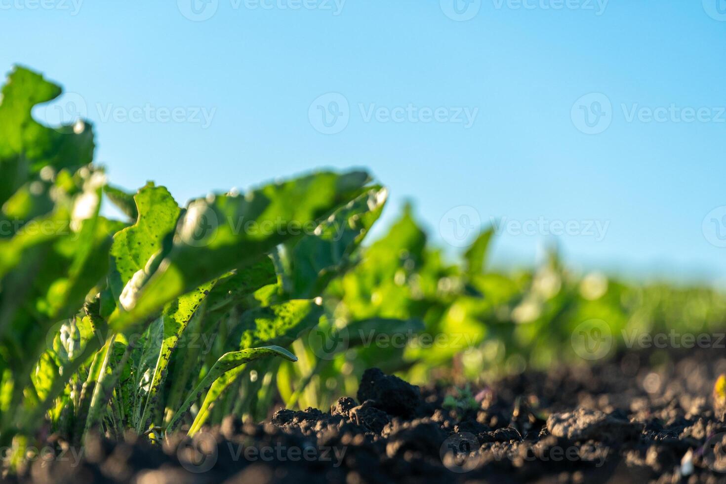 Bright green beet plants thrive in fertile soil on a sunny day. Rows stretch across the field, reaching towards the clear blue sky, highlighting healthy growth photo