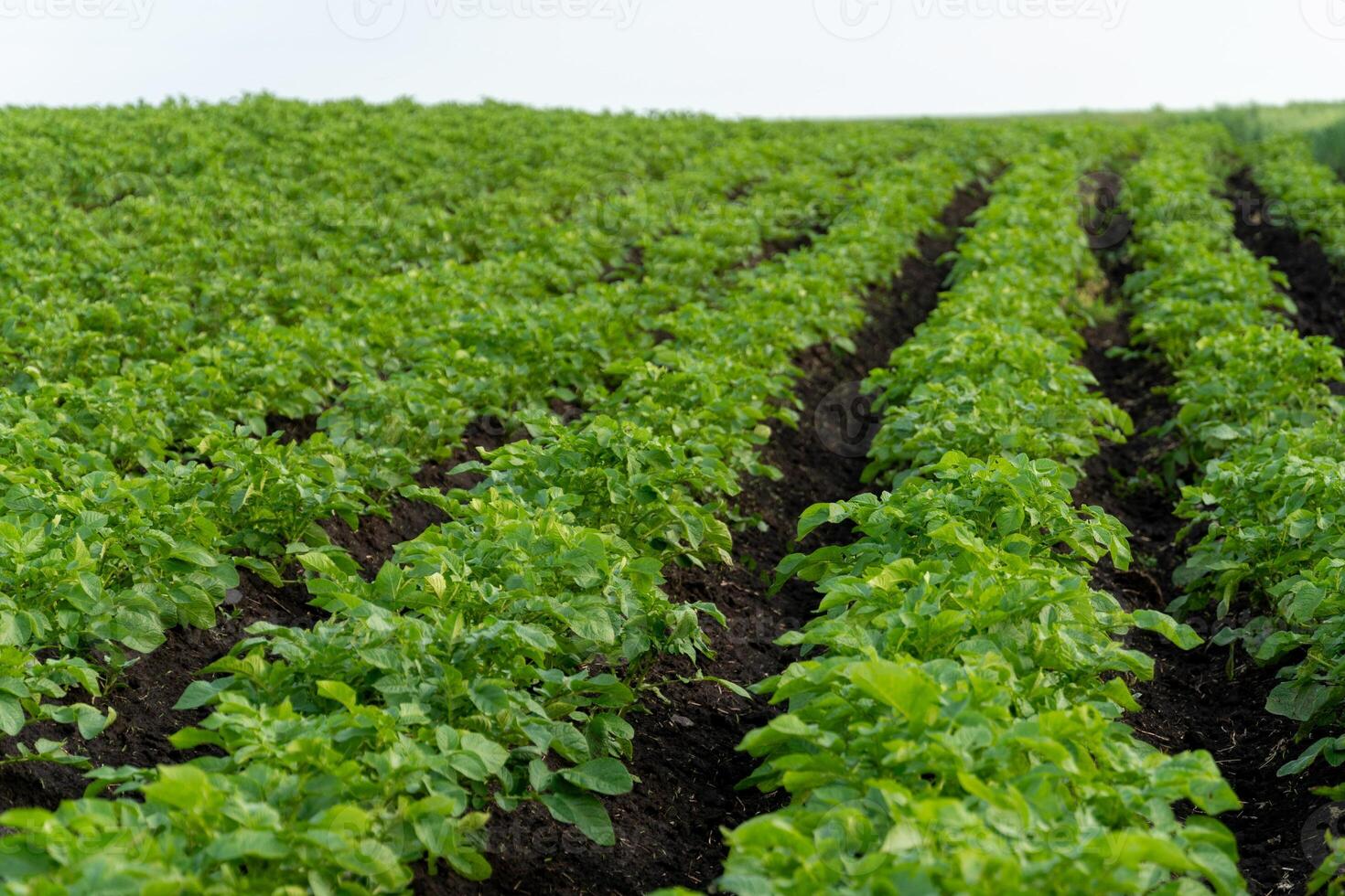 Rows of vibrant green potato plants stretch across a rich, dark soil field. The sunlight enhances the lush foliage, indicating healthy growth and cultivation photo