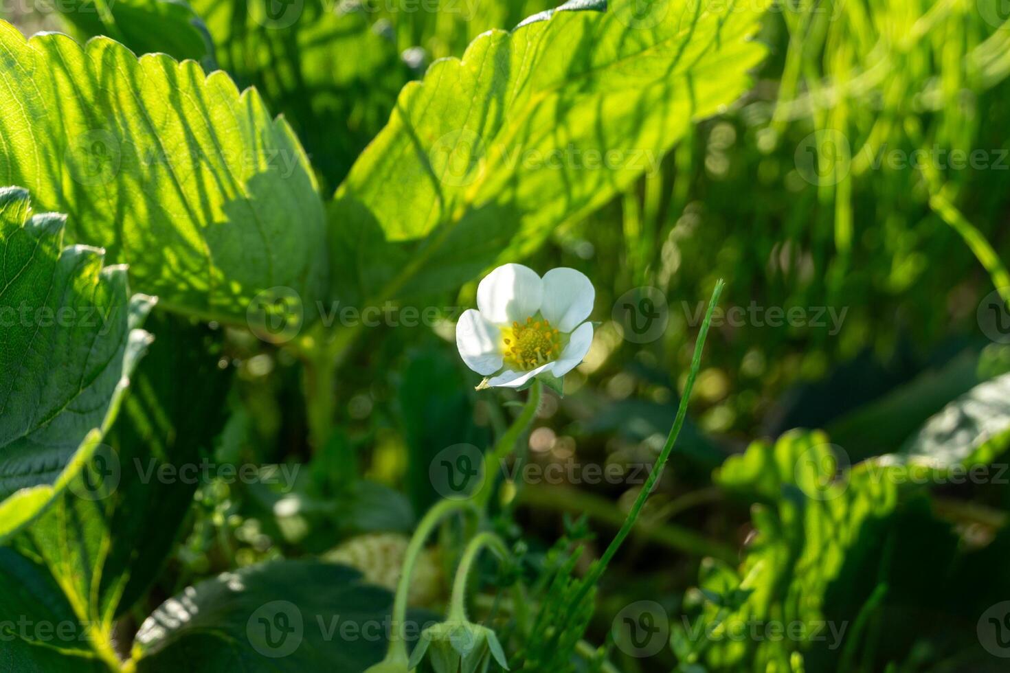 A strawberry plant blooms in a sunny field, showcasing its white flowers among lush green leaves. This scene captures the beauty of nature in the spring photo