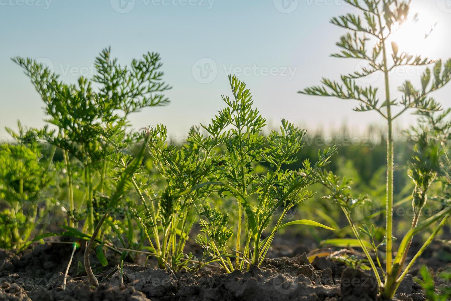 Vibrant green carrot plants grow in rich soil, illuminated by the warm sunlight of early morning, showcasing the beauty of agricultural life photo
