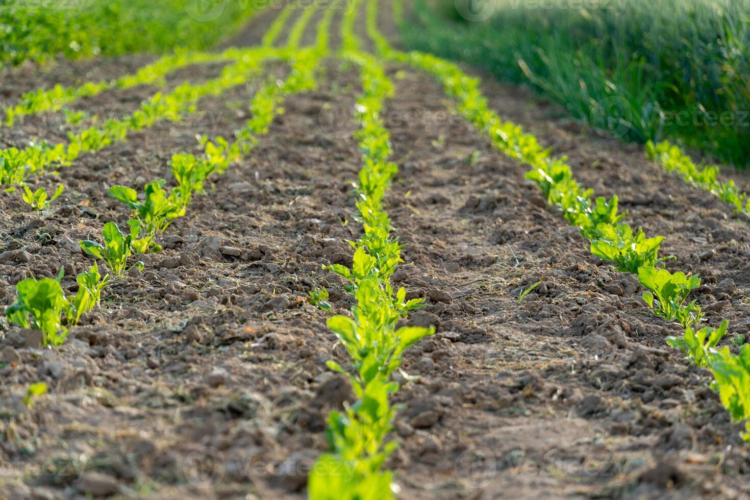 Rows of young cabbage seedlings thrive in fertile soil under bright sunlight, showcasing the beauty of agriculture in a rural setting during spring photo