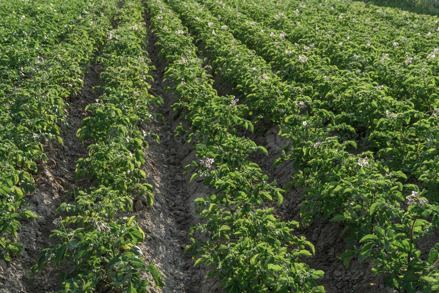 Rows of healthy potato plants stretch across the field, showcasing green leaves and delicate flowers under clear blue skies during a sunny day photo