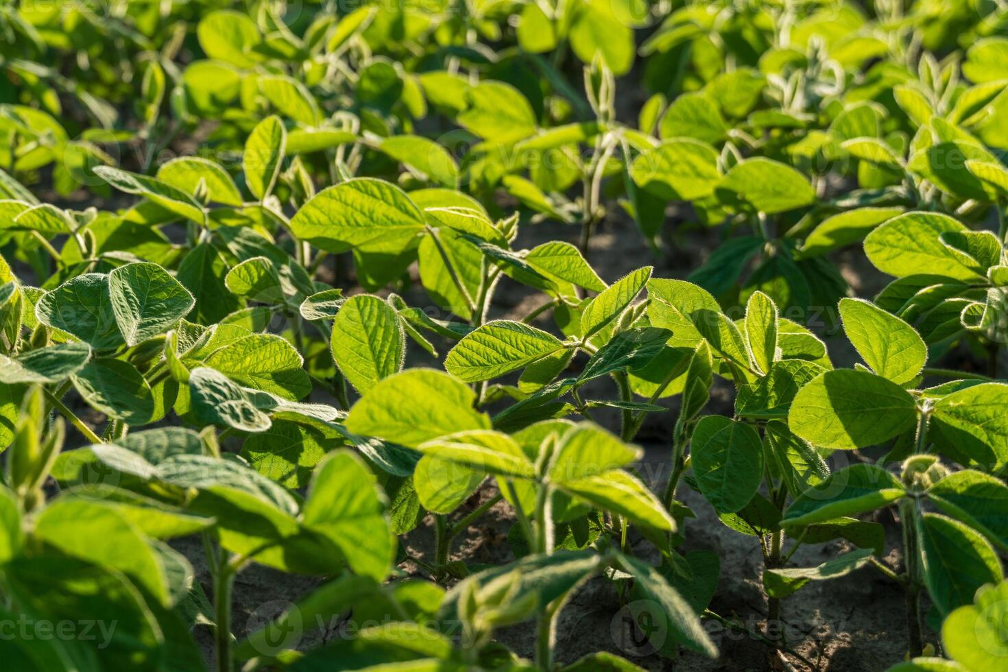 Lush soy plants fill the field with vibrant green leaves under bright sunlight, indicating a healthy growth stage during the warm season of agriculture photo