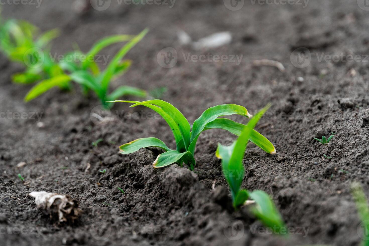 Rows of young corn plants emerge from the nutrient-rich soil, showcasing bright green leaves. The cultivation process is underway in a sunlit environment, indicating growth photo