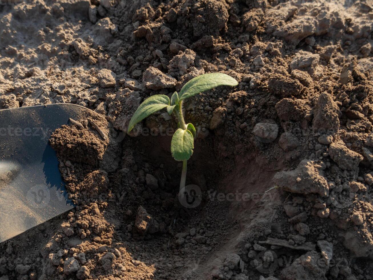 Sunflower sprouts are growing strong in freshly tilled soil, showing vibrant green leaves under warm sunlight, highlighting new life in the garden photo