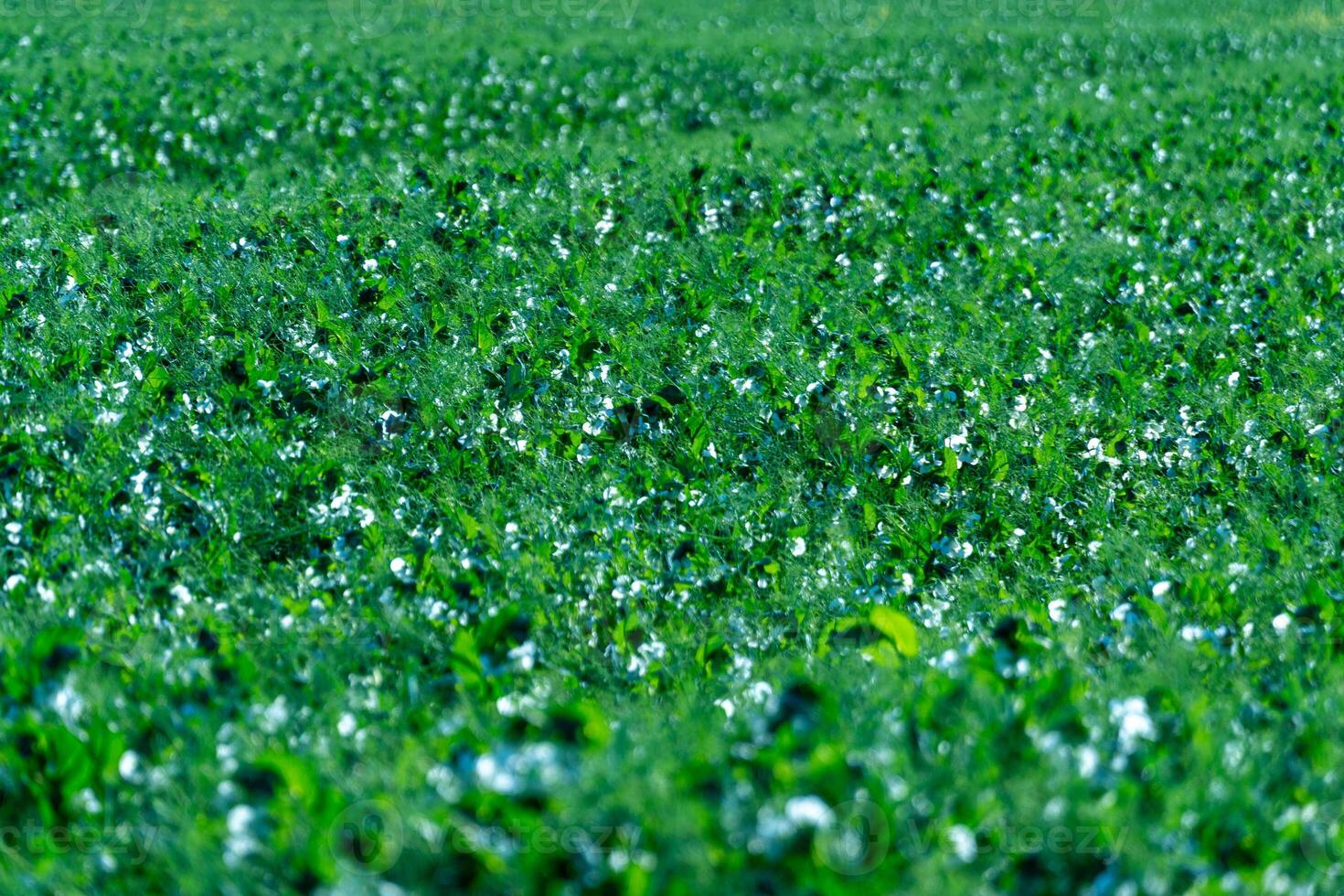 Lush green beans thrive in a field during summer, showcasing vibrant plant life and healthy growth. Sunlight illuminates the scene, enhancing the rich colors photo