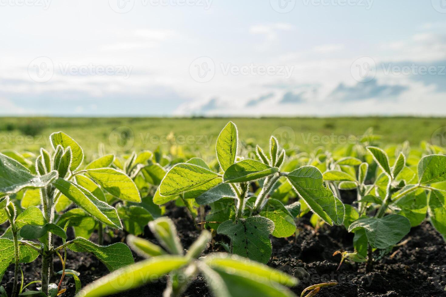 Young soybean plants thrive in rich soil within an expansive field. Sunlight illuminates the vibrant green leaves, contributing to a promising agricultural landscape photo