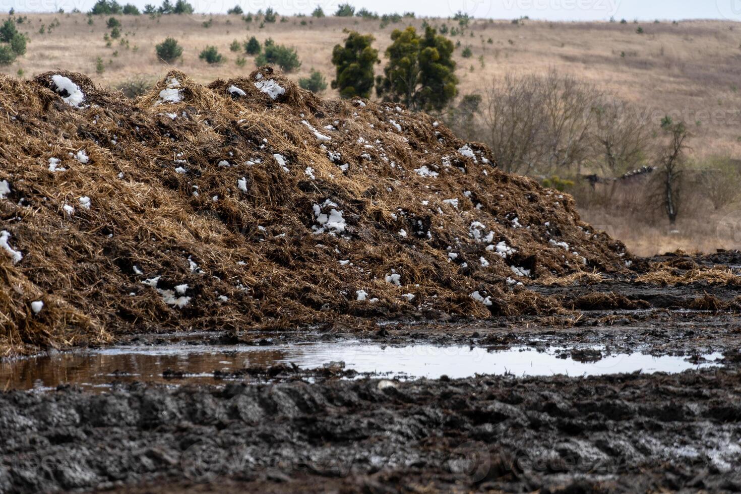 In a rural setting during winter, farmers handle a large mound of cow manure beside a muddy area, with distant trees and hills visible in the background photo