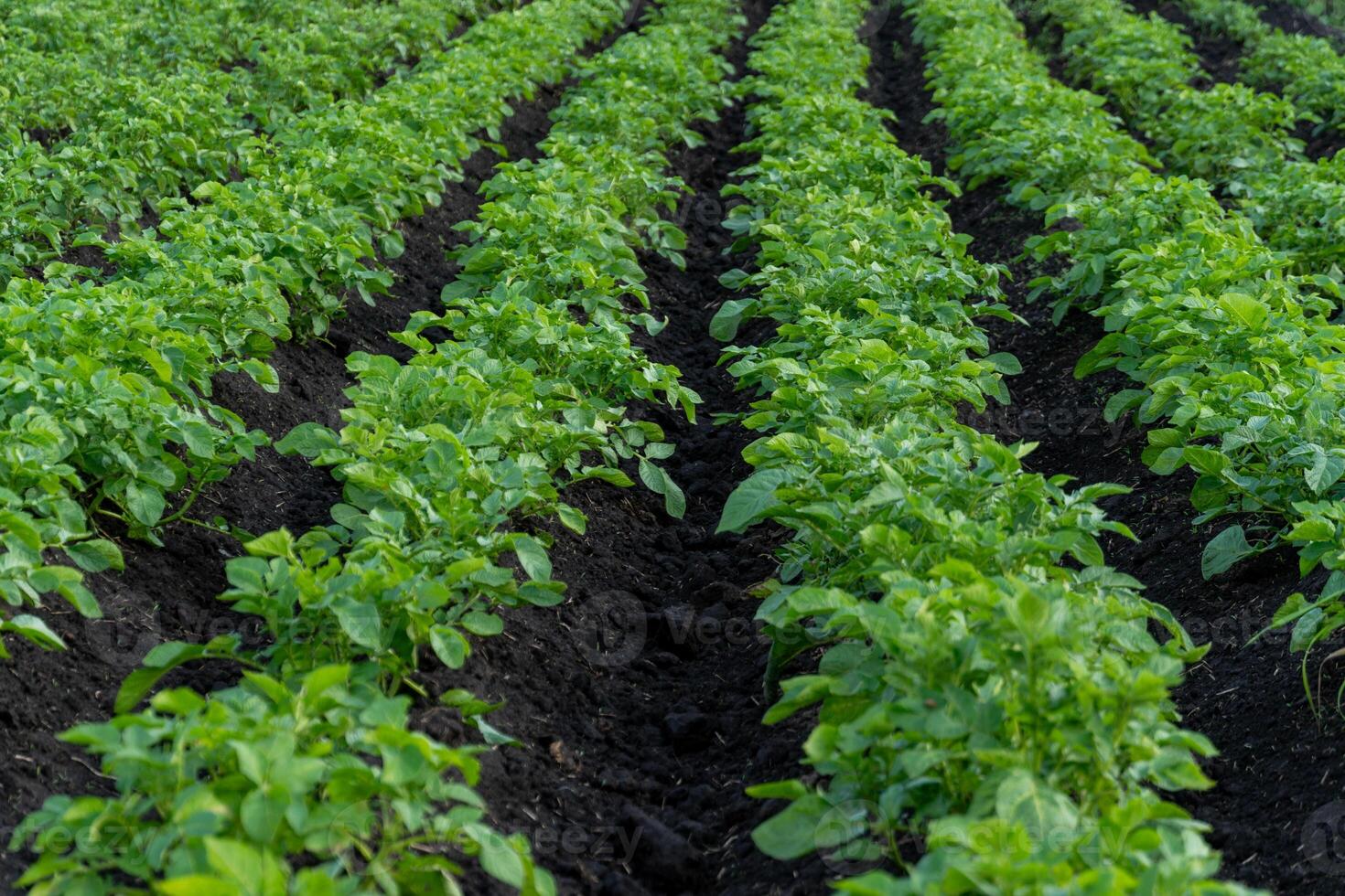 Healthy potato plants thrive in straight, organized rows on a farm field. The vibrant green foliage indicates good growth during the late spring season and warm weather photo