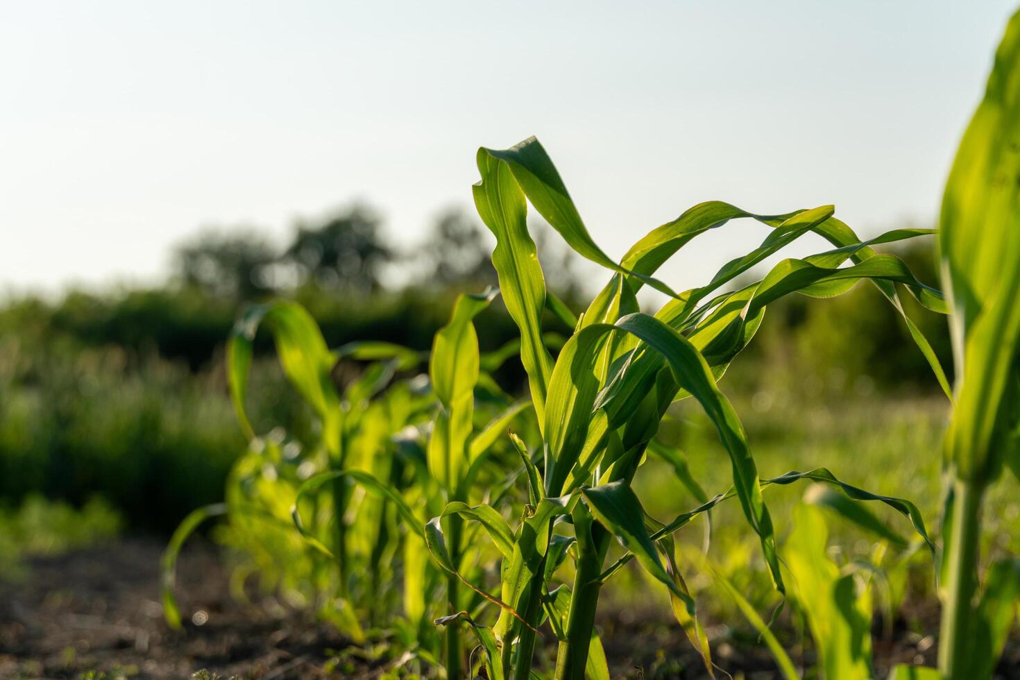 Corn plants thrive in a vibrant green field as sunlight bathes the landscape. The setting captures the essence of a late afternoon in a rural area photo