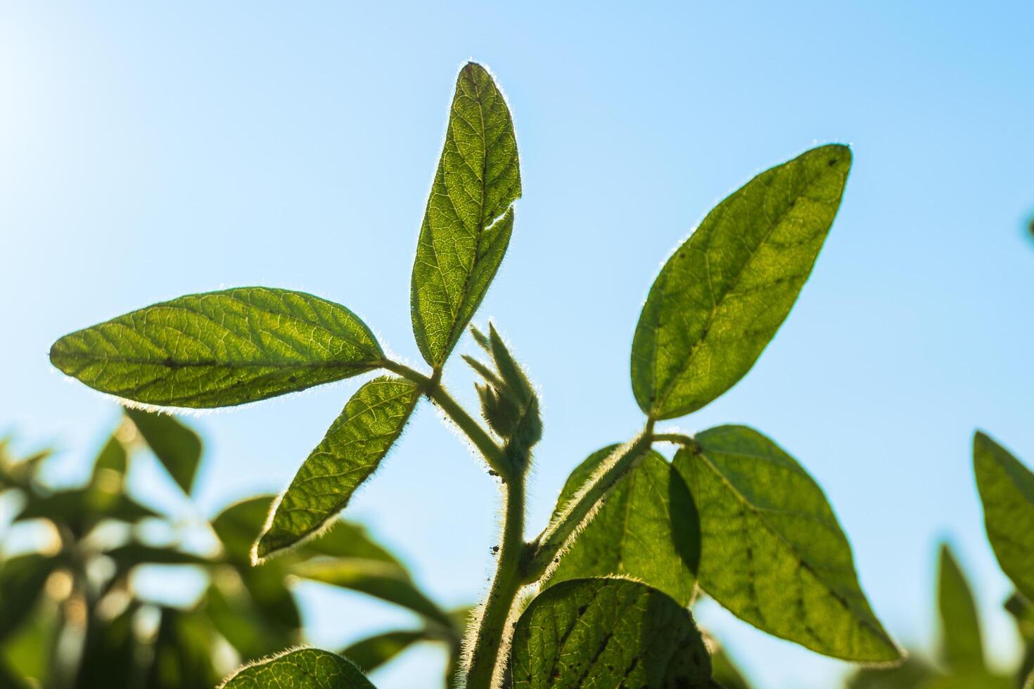 Sunlight filters through green leaves as they stand tall against a clear blue sky, showcasing the beauty of a thriving plant in full growth during midday photo