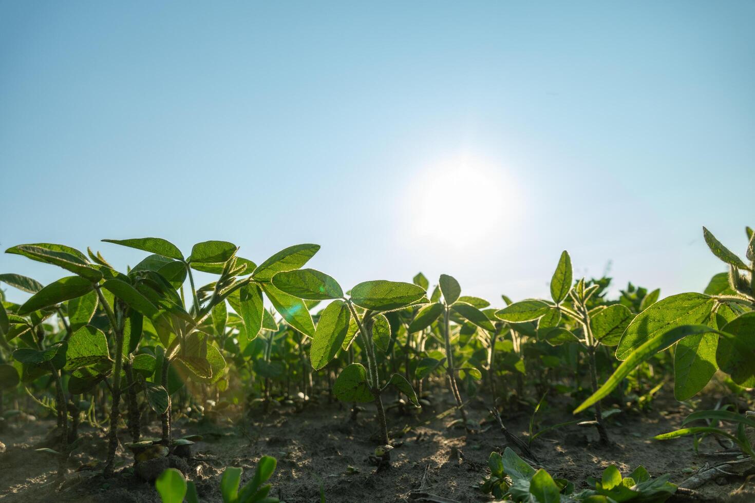 Young green plants rise from rich soil, reaching for the sun against a backdrop of blue sky in a vibrant agricultural field during daytime photo