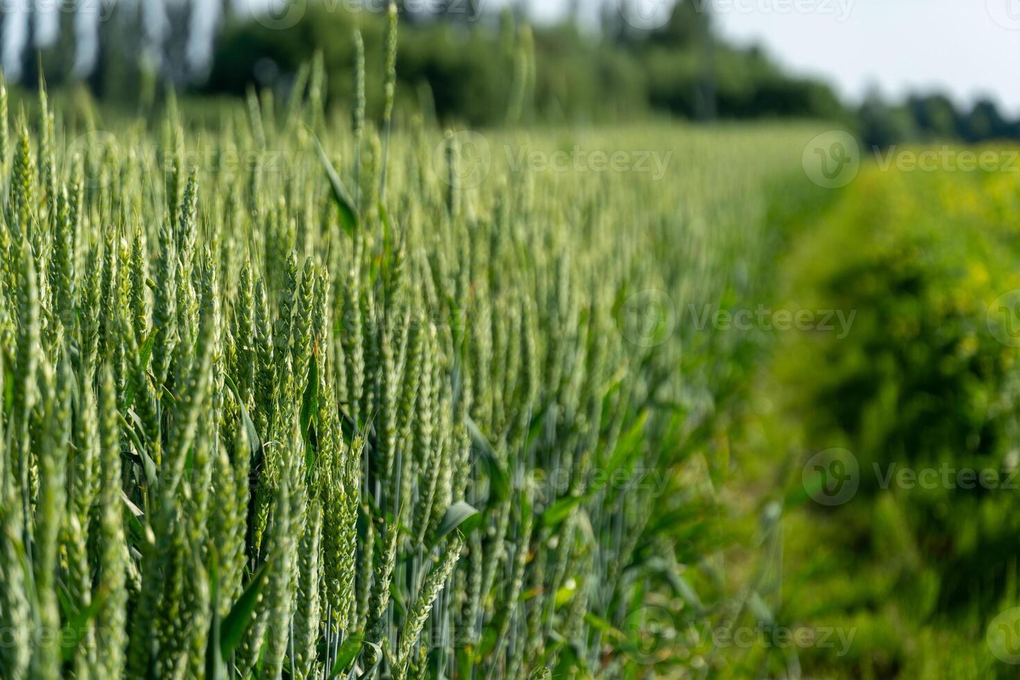 Lush green wheat stalks stand tall in a field, showing signs of maturity while bright sunlight illuminates the landscape in a serene rural atmosphere photo