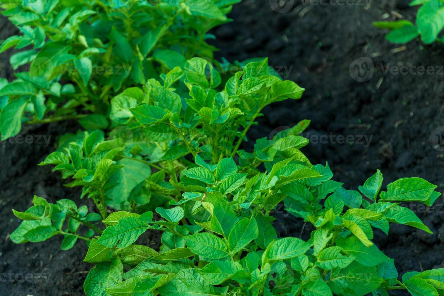 Healthy green potato plants thrive in rich dark soil, capturing sunlight in a garden setting during early spring. The lush foliage indicates a promising growth season ahead photo
