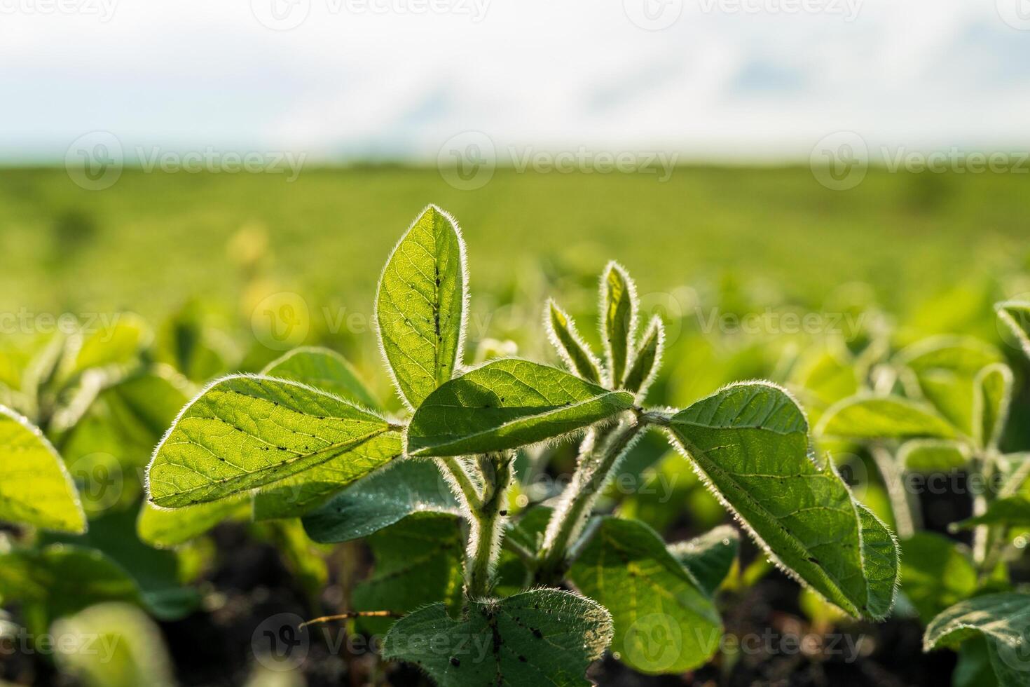 Bright green soybean plants stretch skyward in a rural field, illuminated by sunlight in the early afternoon. The landscape showcases thriving agriculture photo