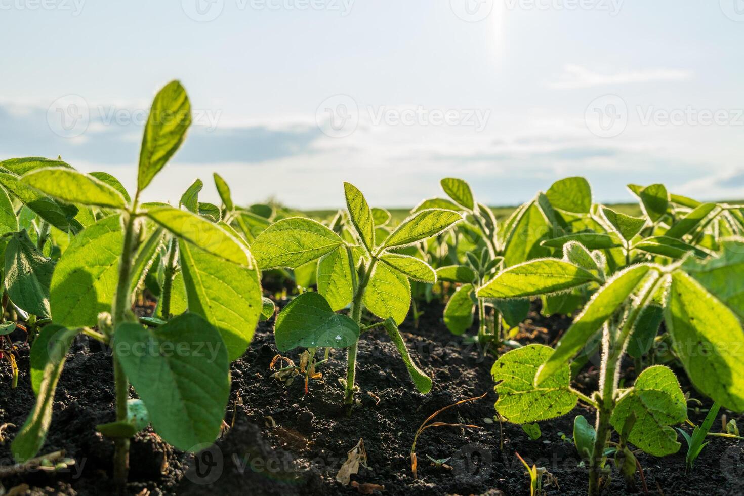 Young soybean plants emerge from dark soil, basking in sunlight beneath a bright blue sky, signaling a thriving agricultural landscape in mid-summer photo
