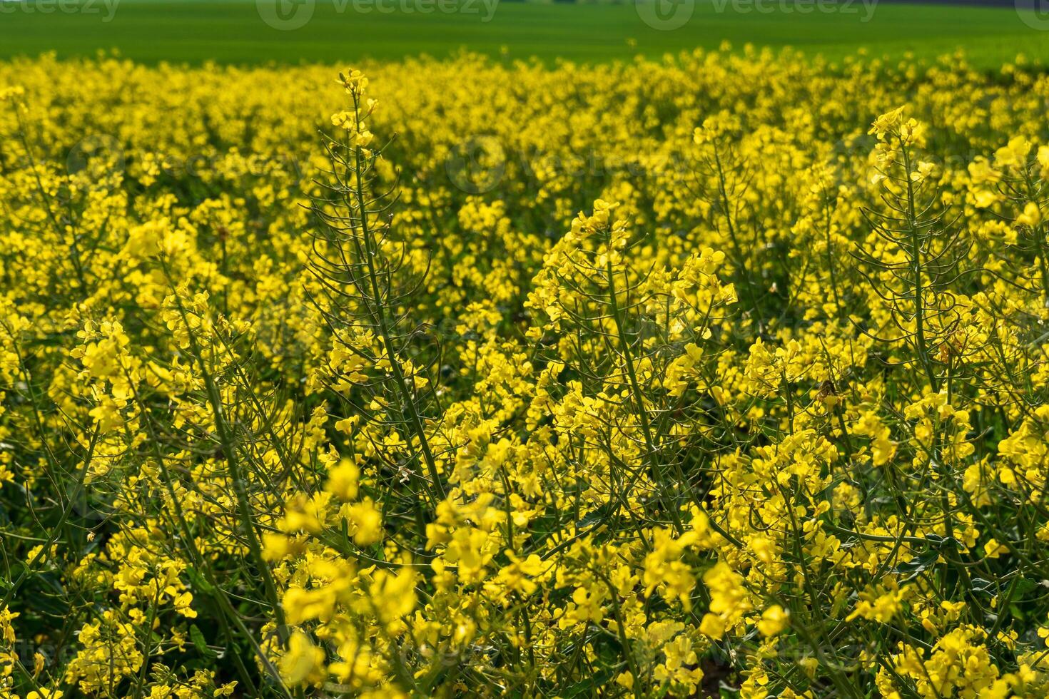 A field is filled with bright yellow flowers under a clear blue sky, showcasing the beauty of nature in bloom. The vibrant landscape stretches into the distance photo