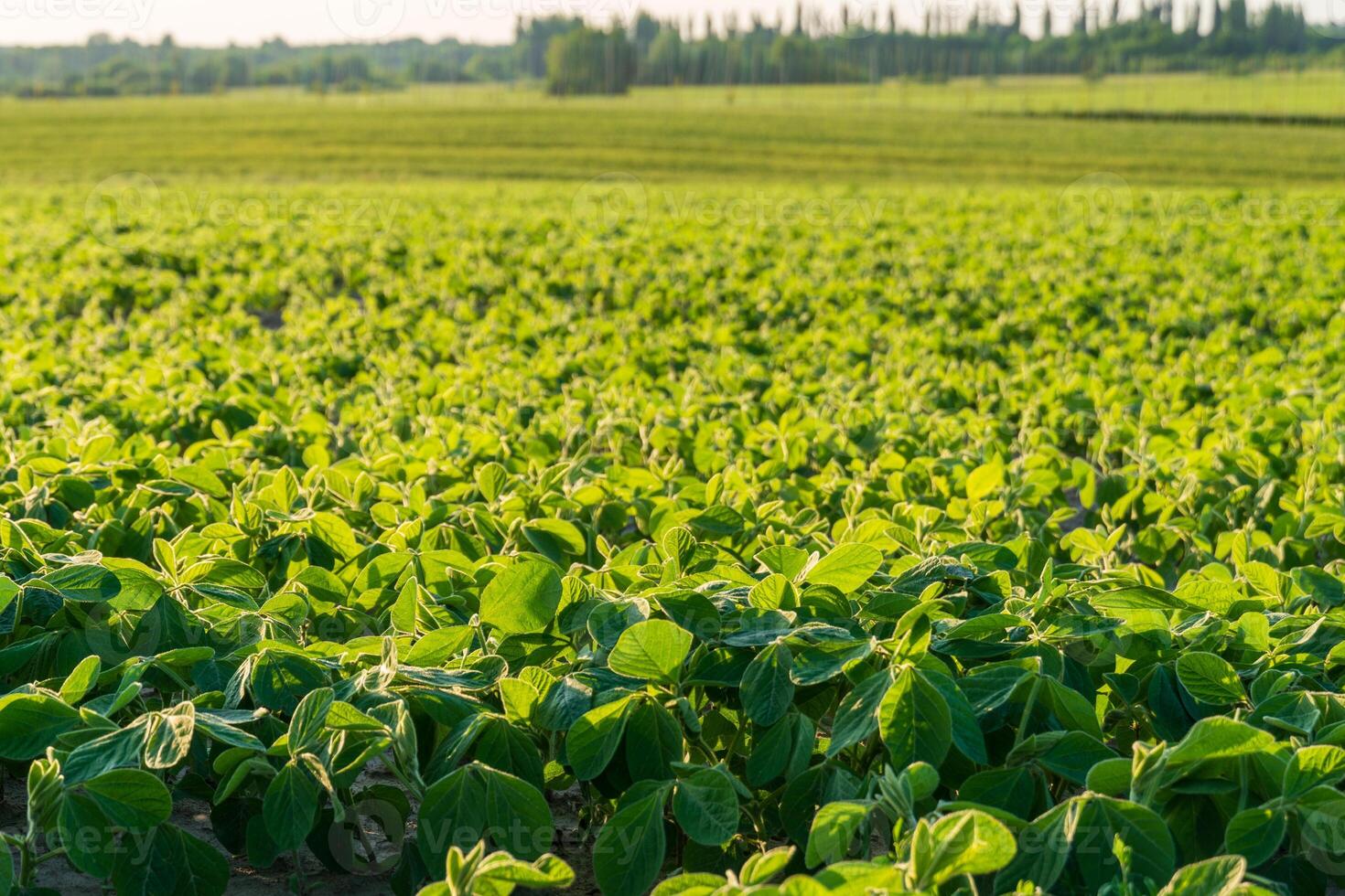 This lush soy field showcases healthy plants stretching toward the sun on a rural farm during a bright late afternoon. The landscape is expansive and green photo