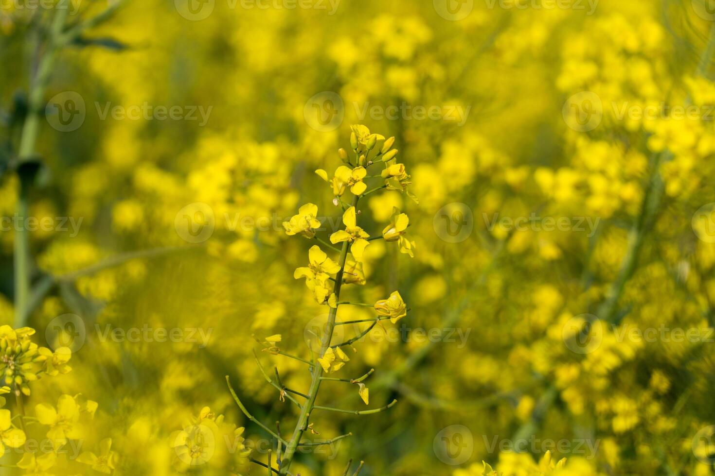 Bright yellow flowers stretch across a lush field, creating a stunning visual display under the warm sunlight. Nature's beauty unfolds in full bloom photo